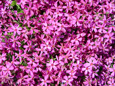 福禄考subulata苔藓福禄考或山福禄考花背景背景的紫色花朵图片