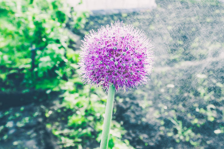 春园紫蒜花图片