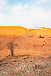 在石头沙漠中的干燥植物图片