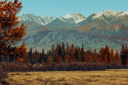 山上金色的秋天山雪脊和黄龙卷风全景图片