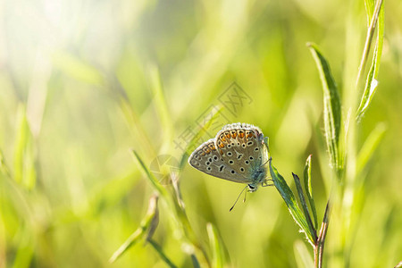蓝色的普通蝴蝶皮洛蒙马托斯象牙合金图片
