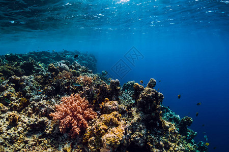 在有珊瑚礁珊瑚和热带鱼类的水图片