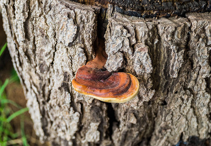 Fungus蘑菇棕褐片图片