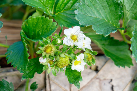 花园里的草莓植物果实图片