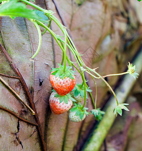 花园里的草莓植物果实图片