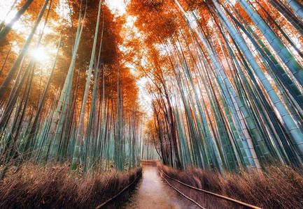 日本京都亚林山的秋天竹林漫步图片