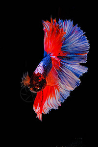 暹罗斗鱼美丽的颜色图片