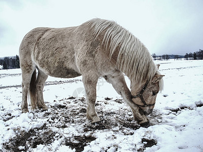 伊莎贝拉在冬季乡下有色马匹是马场第一图片