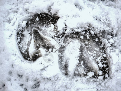 冰雪的马蹄足迹清晰的马蹄印压在湿雪图片