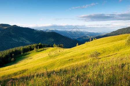 山中的田野山的夏天森林自然夏季景观山上开满鲜花的草甸乡村景观图片