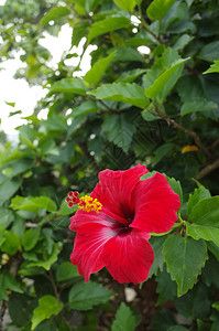 夏天冲绳的芙蓉背景图片