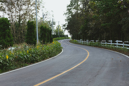 清晨在乡村公路旁生长图片