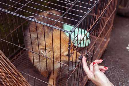 在笼子里可爱的小狗热带岛屿巴厘岛印度图片