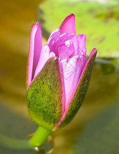 美丽的花朵粉红水的亮丽或者图片