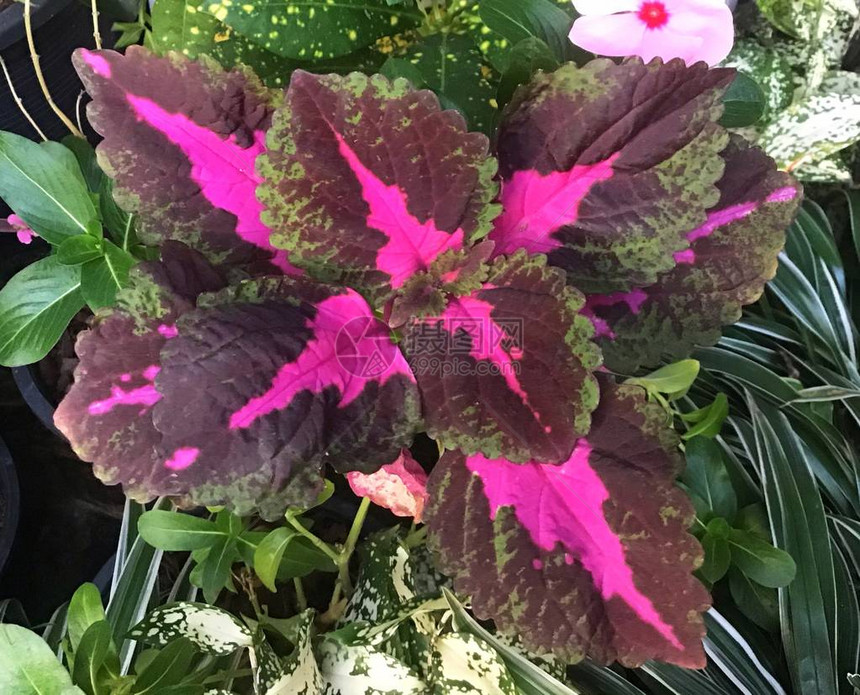 花和植物Coleus红叶和绿叶图片