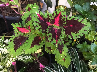 花和植物Coleus红叶和绿叶图片