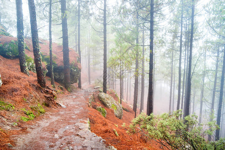 红色斜坡的有雾的松树林用石头自然景观图片