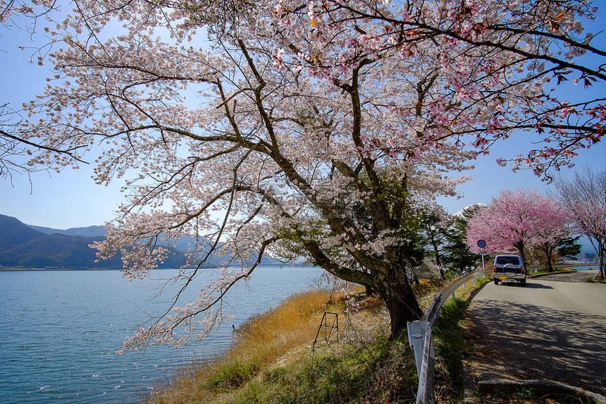 日本Yamaashi川口子湖春季的樱桃花或粉红樱花树具有里程碑意义并受图片