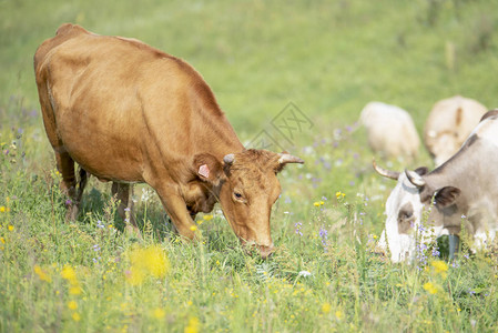 红牛在山脚边的青草地上吃草在绿色背景图片
