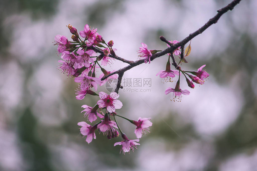 Prunuscerasoides是美丽的粉红色在泰国北部的1月至图片