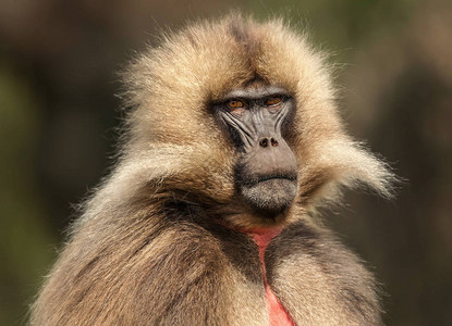 吉拉达兽猿动物群爆头高清图片