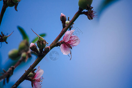 在泰国北部一月二月的花流中图片