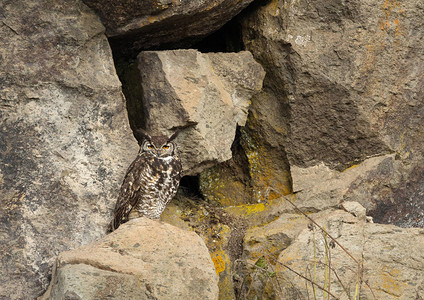 角雕Capehagleowl坐在一块岩石上背景