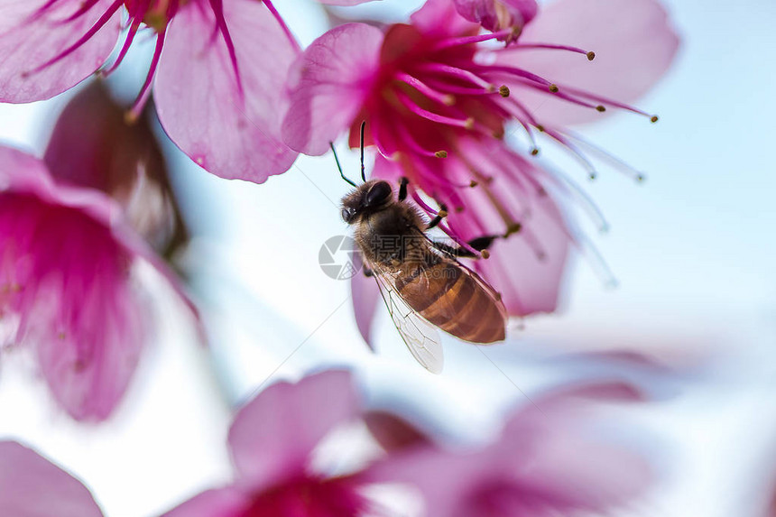 蜜蜂正在吸食花朵的花蜜图片