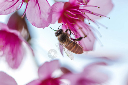 蜜蜂正在吸食花朵的花蜜图片