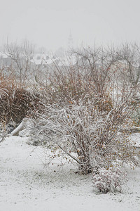 冬季花园细节背景图片