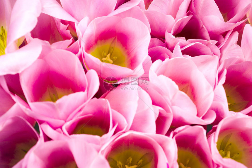 春天的花朵横幅一束粉红色的郁金香花图片