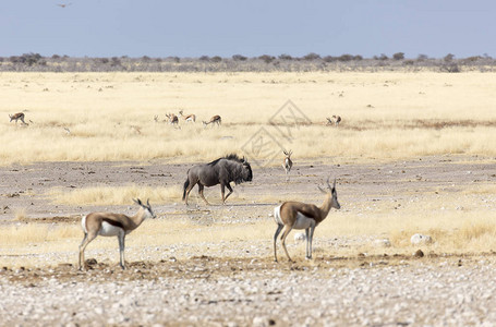 纳米比亚热带草原Eto图片