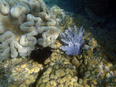 热带亚洲海礁细节视图图片