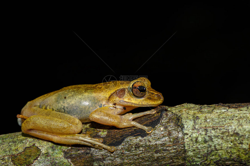 小树蛙Boophisrhodoscelis是Mantellidae科的一种蛙类马索拉公园马达加斯野图片
