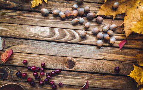木本底的果子和栗子有用的秋天食物图片