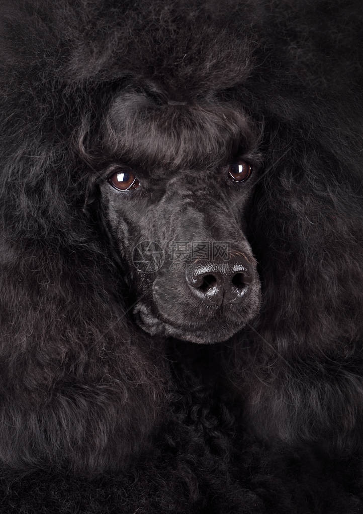 标准黑色贵宾犬的肖像图片
