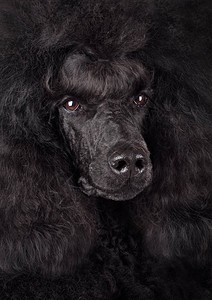 标准黑色贵宾犬的肖像图片