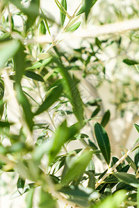 橄榄树和阳光园艺自然背景和环境概念图片