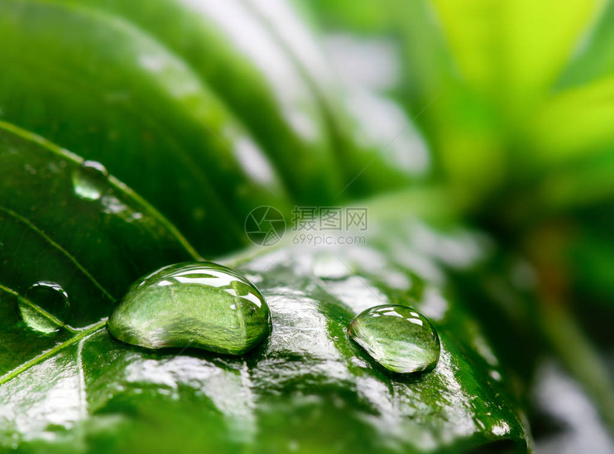 绿色热带植物叶上的大滴雨水自然绿本底图片
