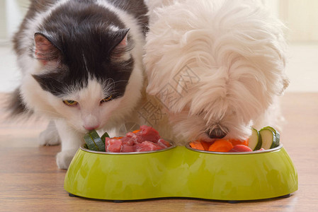 小狗麦芽和猫吃家里碗的自然有机食物图片