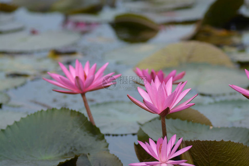 池塘中粉红莲花图片