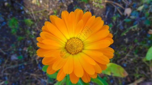 PotmarigoldCalendulaofficinalis在模糊图片