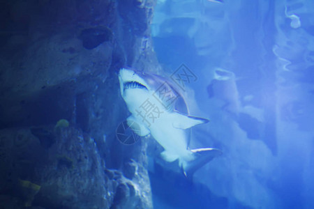 蓝水中的热带大鲨鱼水图片