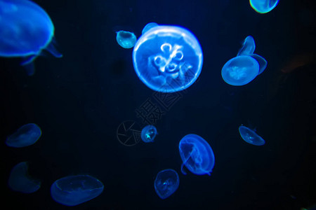 海水母海底蓝色黑灯光效应深蓝色紫图片