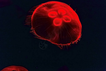 海水母下光效应背景粉红果冻鱼图片