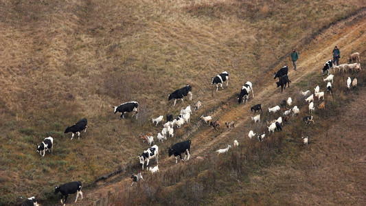 牛和山羊在草地上图片