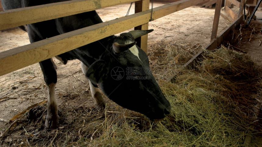在农场里吃干草的牛奶牛在棚里喂食图片