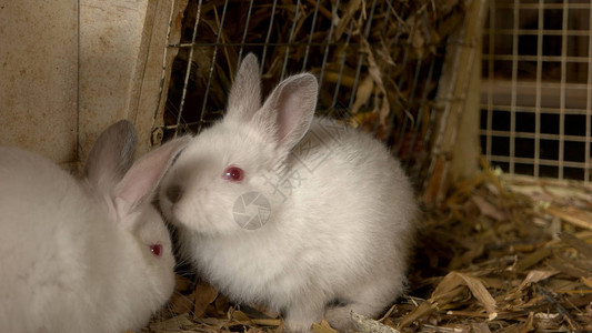 把小白兔关在茅舍里养兔场图片