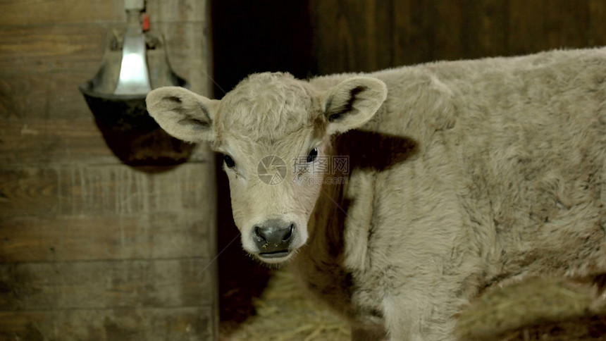 在畜牧农场把小羊关起来漂亮的羊看着摄像机养殖哺图片