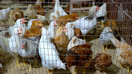 金属笼子里的家禽生态农场的白色和橙色鸡通过铁网查看养图片